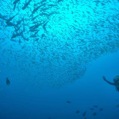 White Pearl Scuba diving