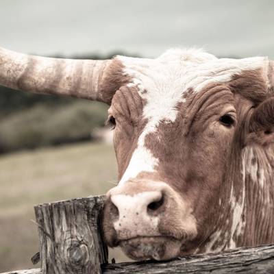 Cattle