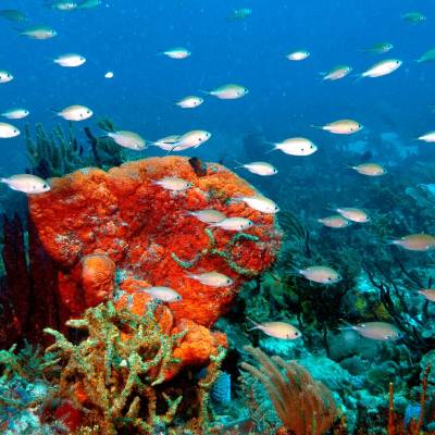 underwater view of a coral