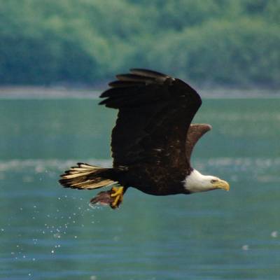 Bald Eagle