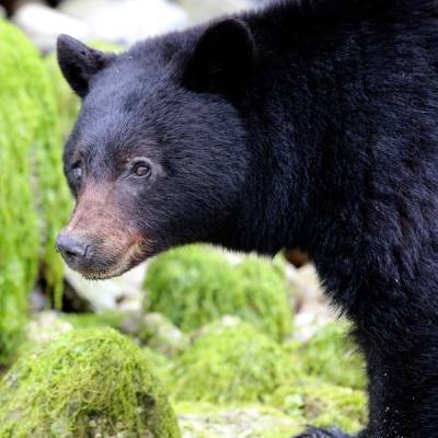 Bear watching