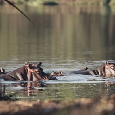 a dog swimming in a body of water