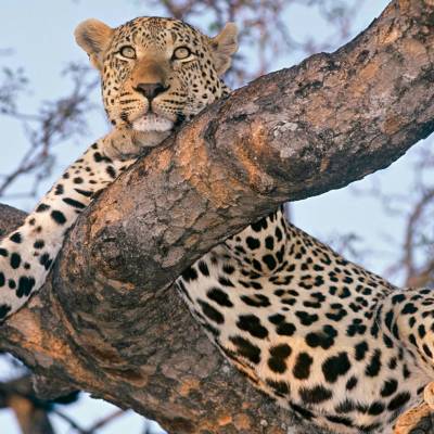 Sabi Sands, South Africa