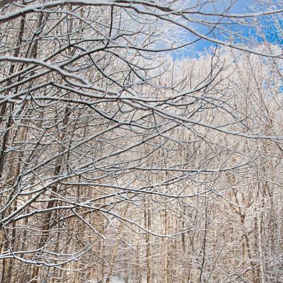Activities Snowshoeing