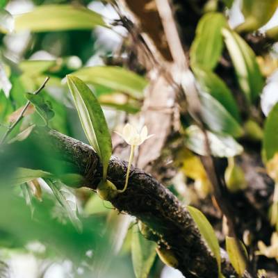 a bird sitting on a branch