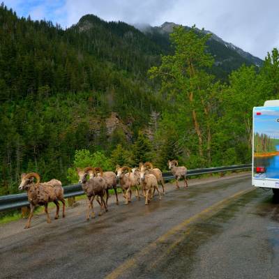 Mountain sheep