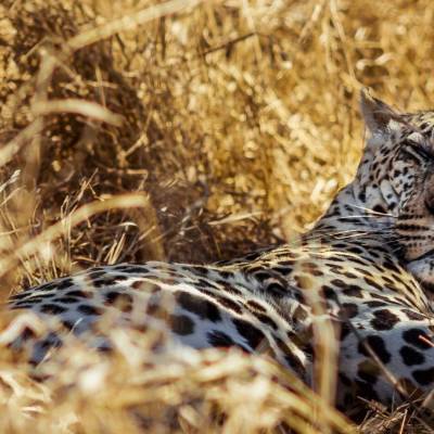 Leopard in South Africa