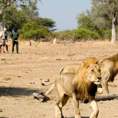 Walking Safari