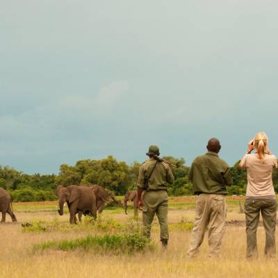 a herd of elephants walking across a grass covered field