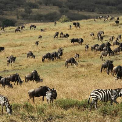 The Great Annual Migration