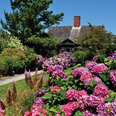 a large purple flower is in a garden