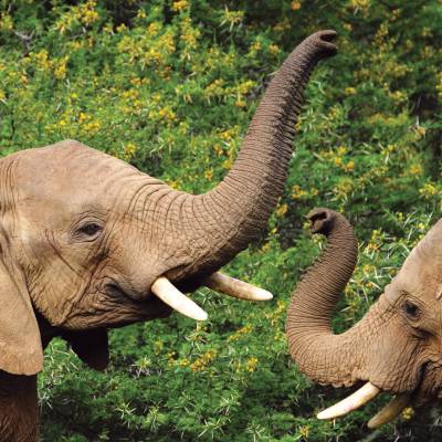 a baby elephant standing next to a forest