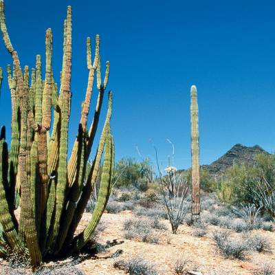 Desert Landscape