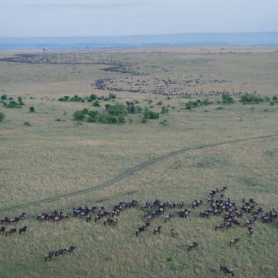 a herd of sheep walking across a grass covered field