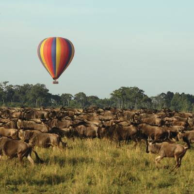 a herd of cattle standing on top of a grass covered field