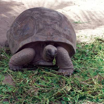 Giant Tortoise, Seychelles