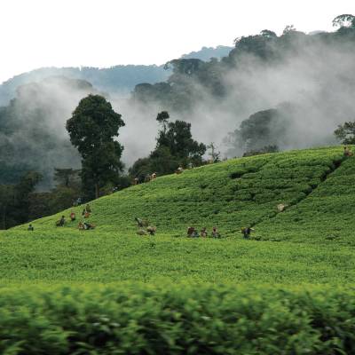 a close up of a lush green field