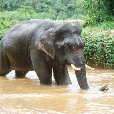 a baby elephant standing next to a body of water