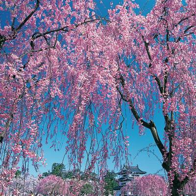 a close up of a tree