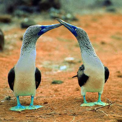 Blue-footed boobies