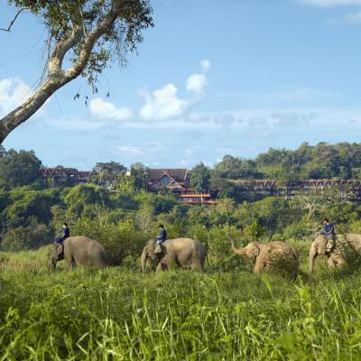 a herd of elephants standing on top of a lush green field