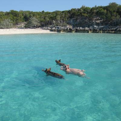 a person swimming in a body of water