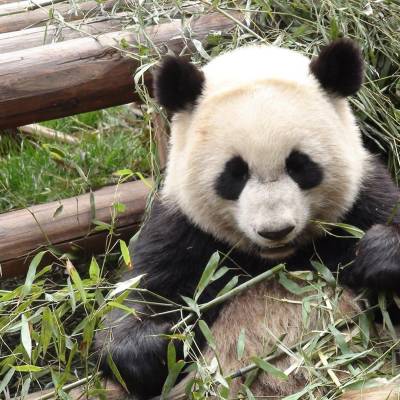 Giant Panda Sanctuary