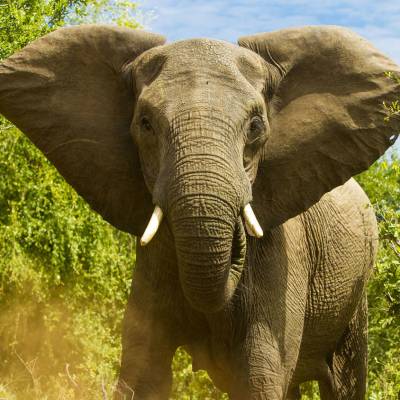 Elephant