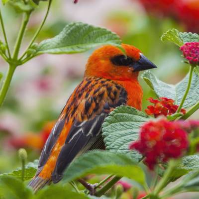 Reunion Island Wildlife