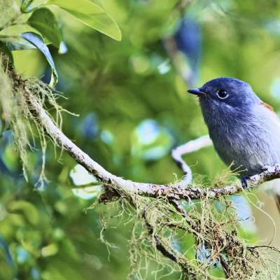 Reunion Island Wildlife