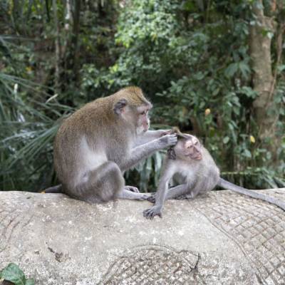 a monkey sitting on a rock