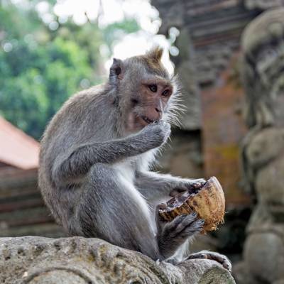 a monkey with its mouth open