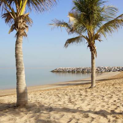 Palm Trees, Ras Al Khaimah