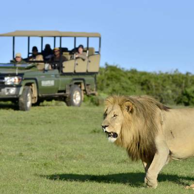 a lion in a grassy field