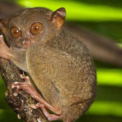 an animal with its mouth open