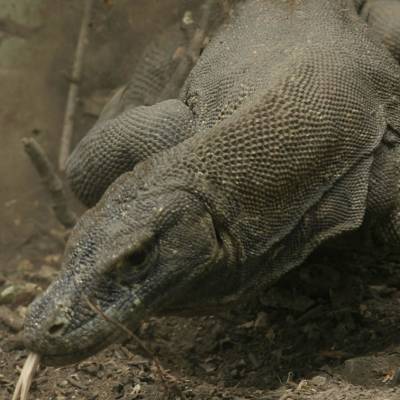 Moving Komodo Dragon
