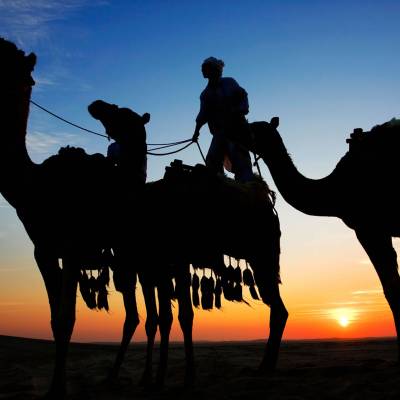 Camels in the desert