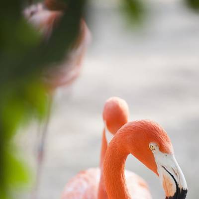 a close up of a bird