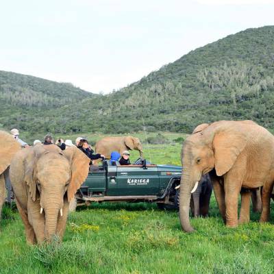 a herd of elephants standing on top of a grass covered field