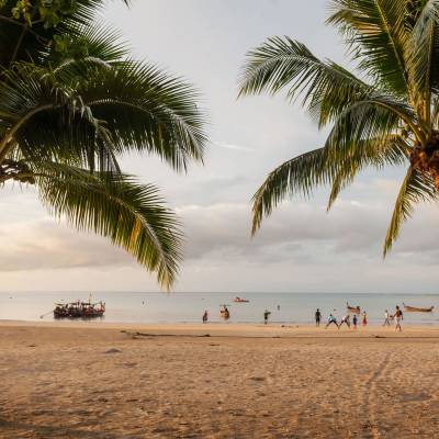 a group of people on a beach with a palm tree