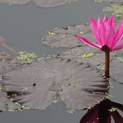 Lotus pond