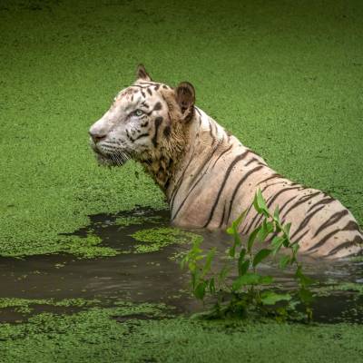 White Tiger