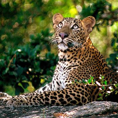 Leopard in Yala