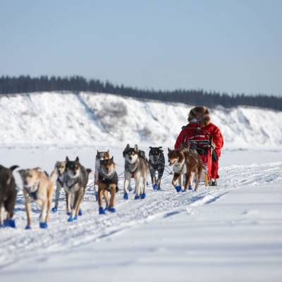 Dog Sled in Galena