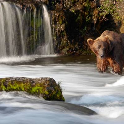 Grizzly Bear in Katmai National Park