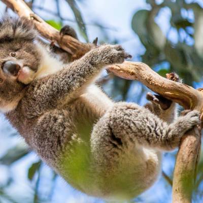 Koala, South Australia