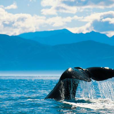 Whale Watch, Kaikoura