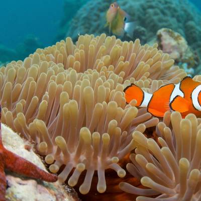 Clown Fish, Queensland