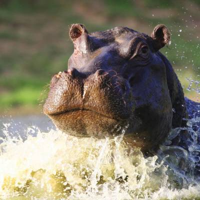Hippo at Shamwari Game Reserve