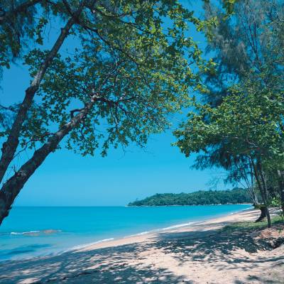a tree next to a body of water